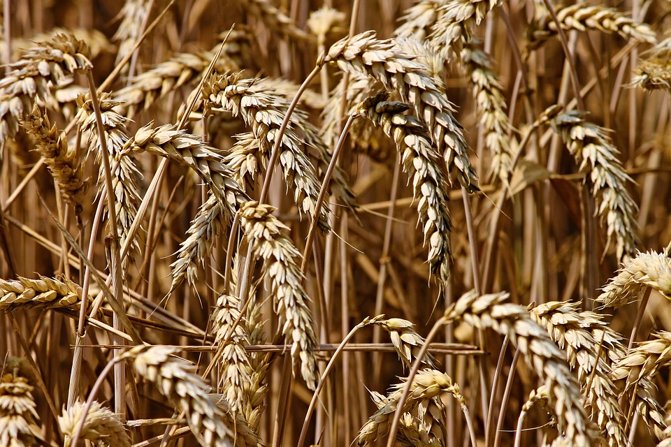 wheat-3524861_960_720